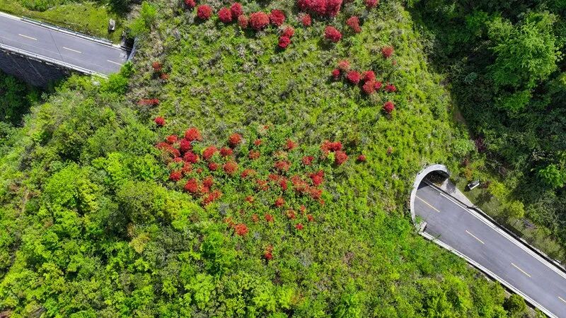 2025年5月1日，在贵州梵净山国家级自然保护区拍摄的龙门坳生态廊道。李鹤摄