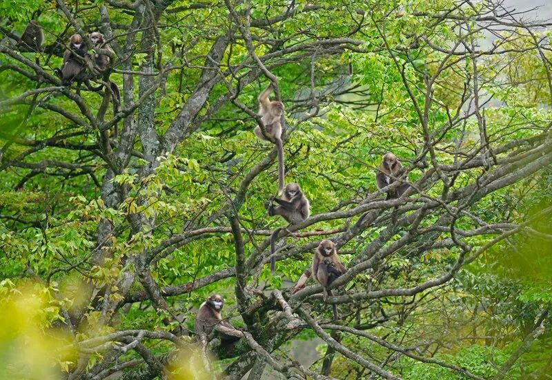 黔金丝猴。何雄周摄