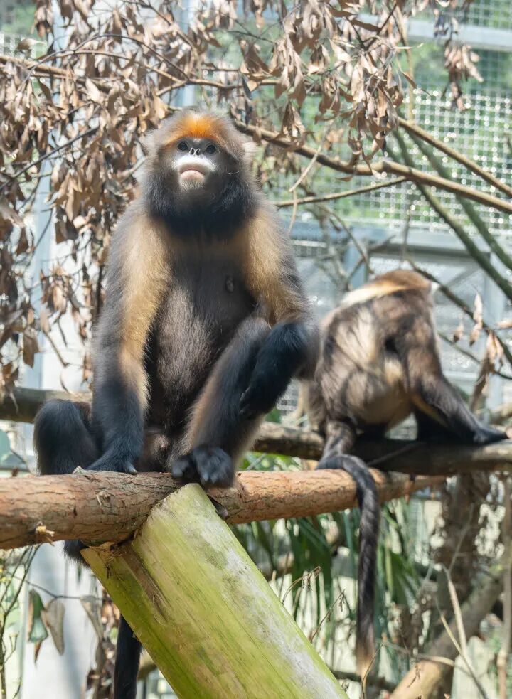 梵净山国家级自然保护区管理局野生动物救护中心(黔金丝猴研究中心)