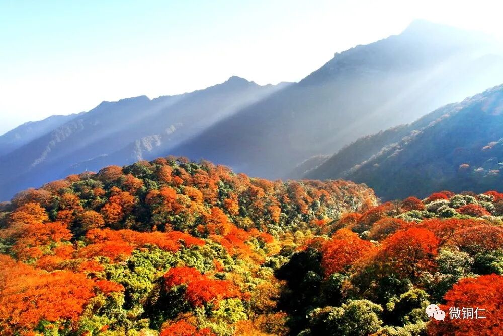 ��ϲ��ͭ������һ�š����Ҽ�����Ƭ