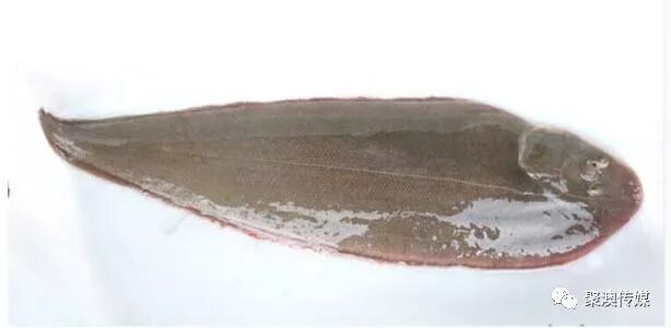 踏板鱼怎么处理干净_踏板鱼的家常做法_踏板鱼