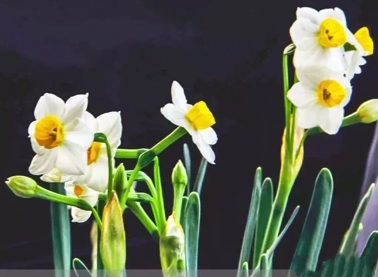 绘画教学丨写意水仙花的画法 全网搜