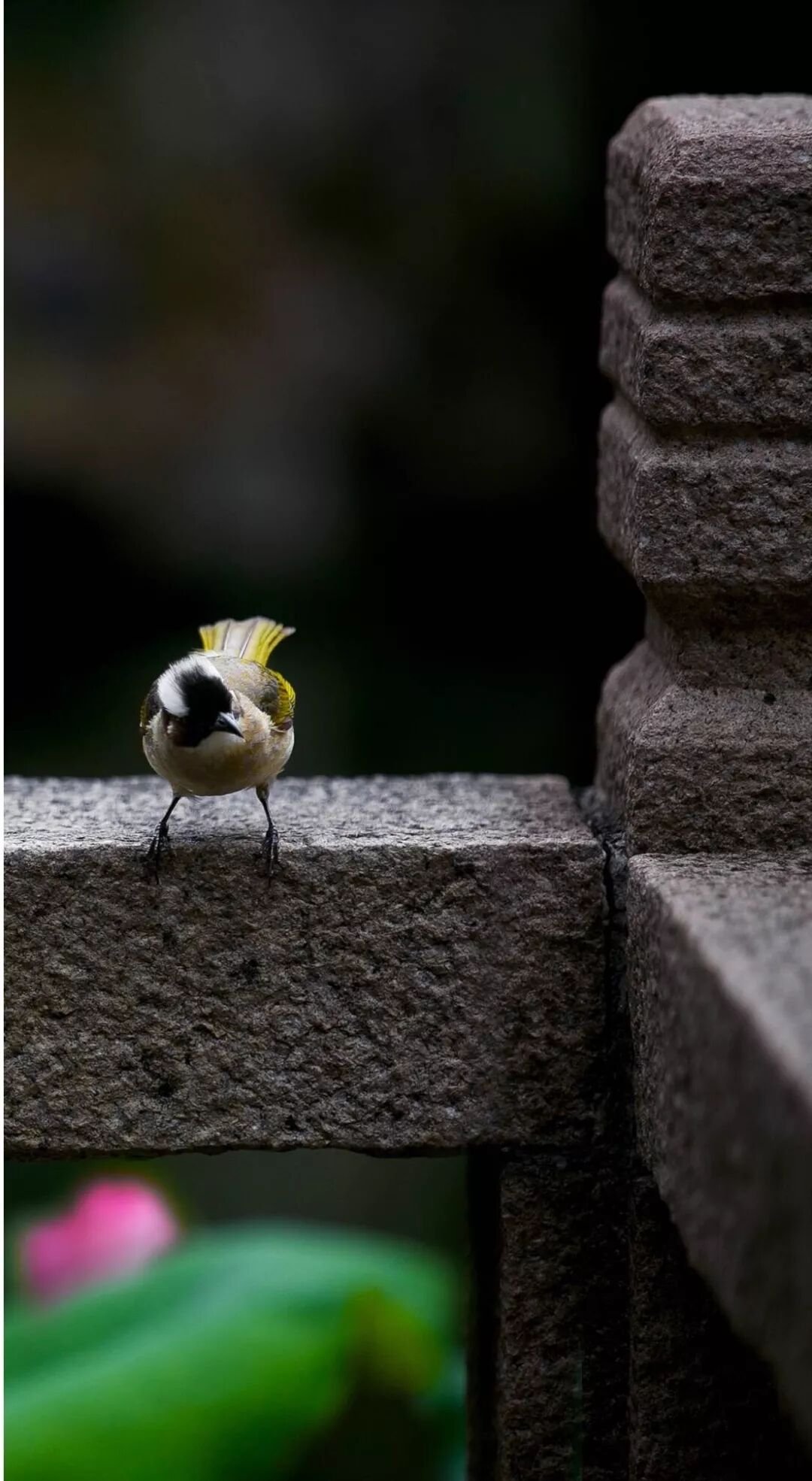 圖片