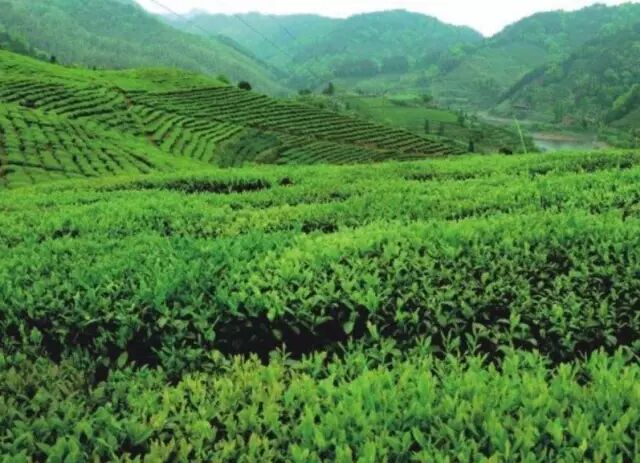 安化黑茶三月将举行盛大开园仪式