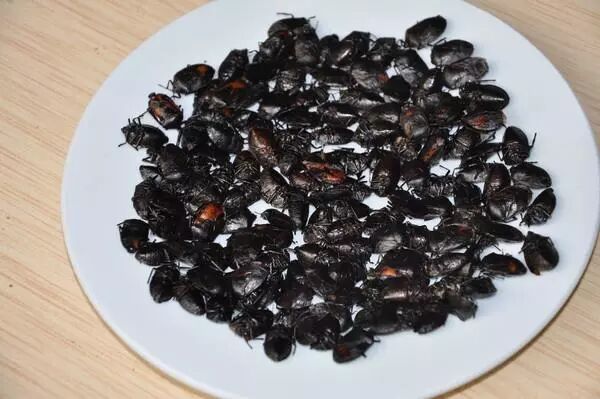 五香虫源于自身具有的油,辣,芥末等五香味而得名.