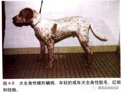 皮肤病专题 二 犬猫蠕型螨 别老狗和他的猫 微信公众号文章阅读 Wemp