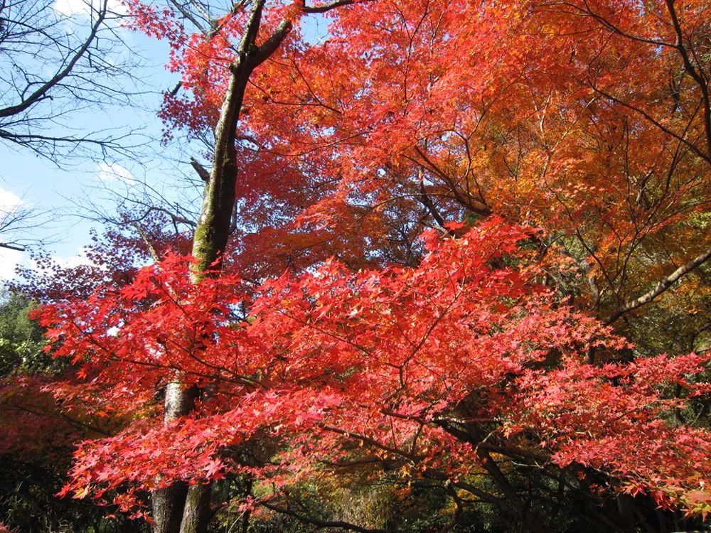 去九州過週末 乘著jr列車追上最後的紅葉狩 旅遊時報 微文庫