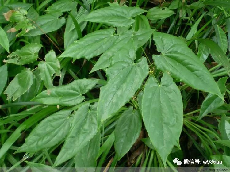 淫羊藿功效作用有哪些