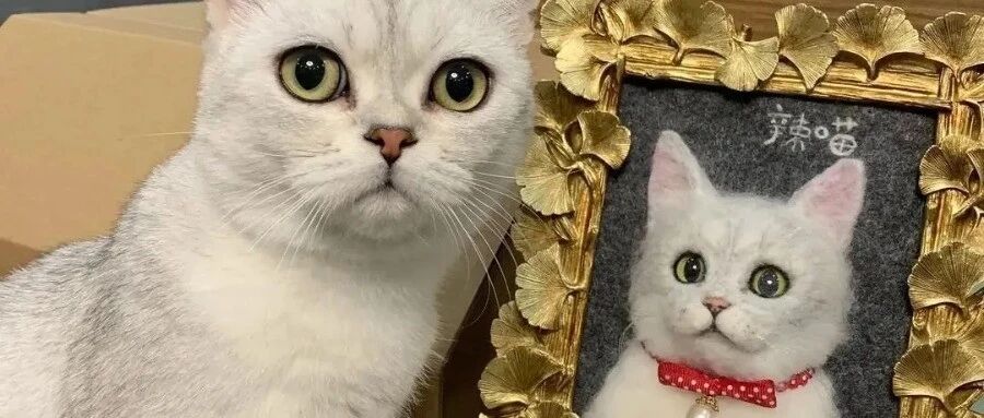 治愈！80后女生“复活“宠物，200W网友在线围观：这也太像了吧