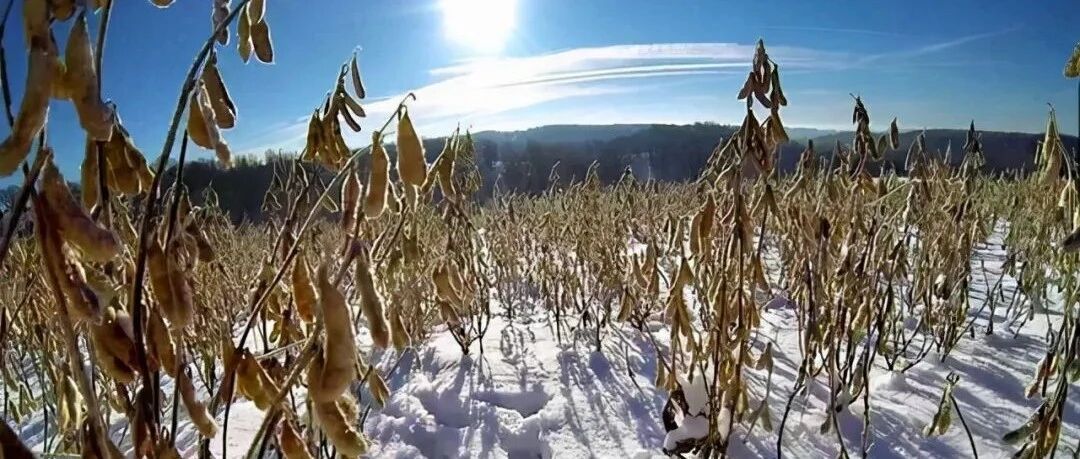 美国农业部：美国对中国的大豆销量跌40%，美豆或再"爆仓"，有新进展