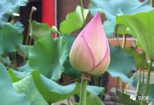 排名第一壮阳药延时效果好的，可改善阳痿早泄的药和方法