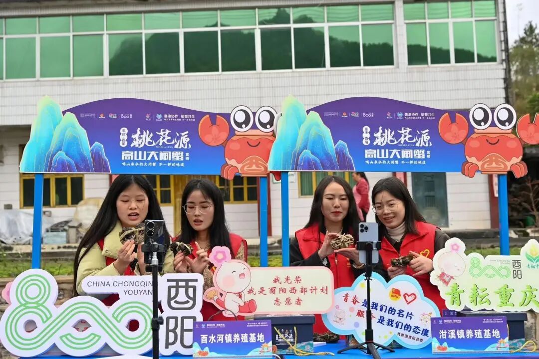 2024年重庆市大学生志愿服务西部计划招募