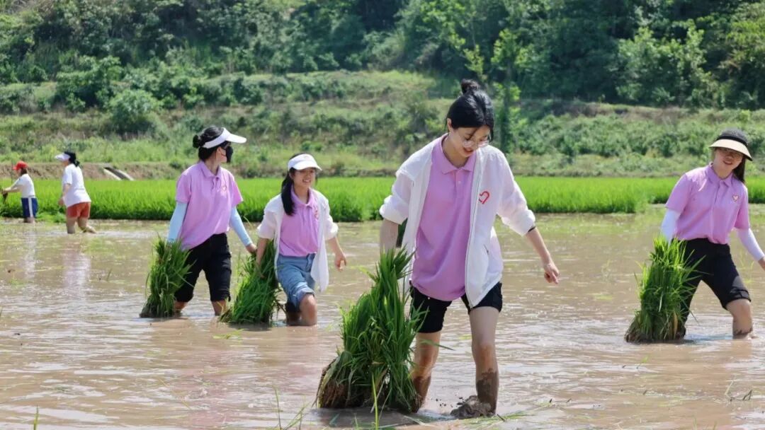 2024年重庆市大学生志愿服务西部计划招募