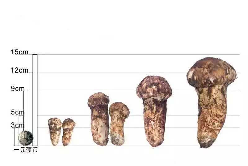 松茸那么贵，会挑才对得住嘴（松茸分级知识普及）