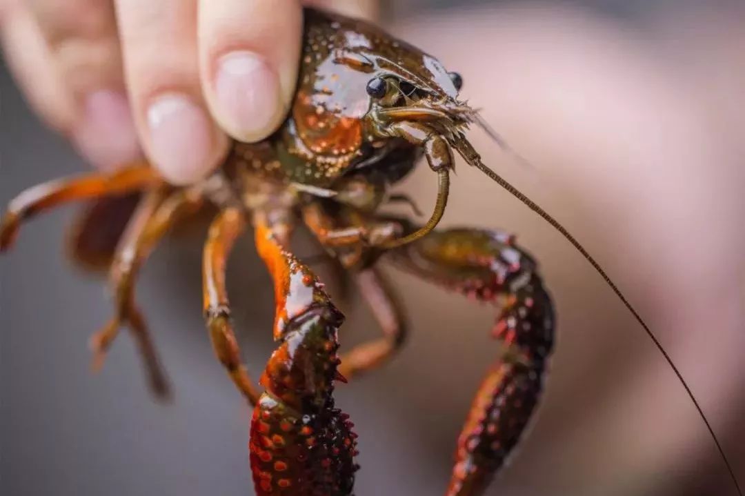 沒想到在家做小龍蝦這麼簡單食說