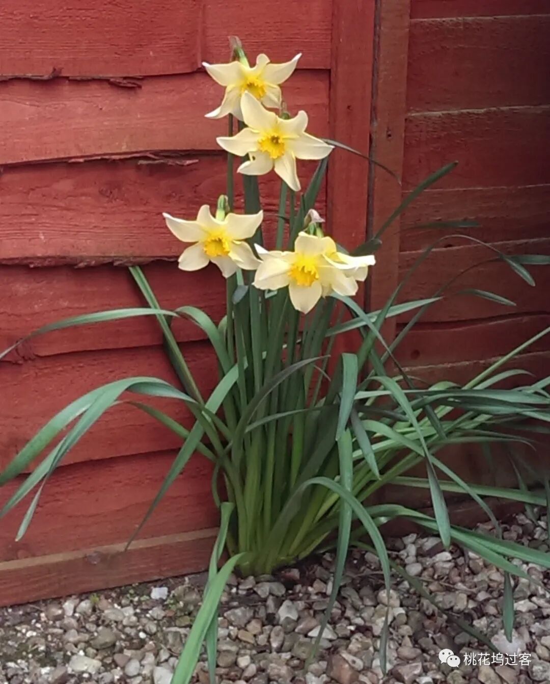 梦里芬芳（4月23-26日）