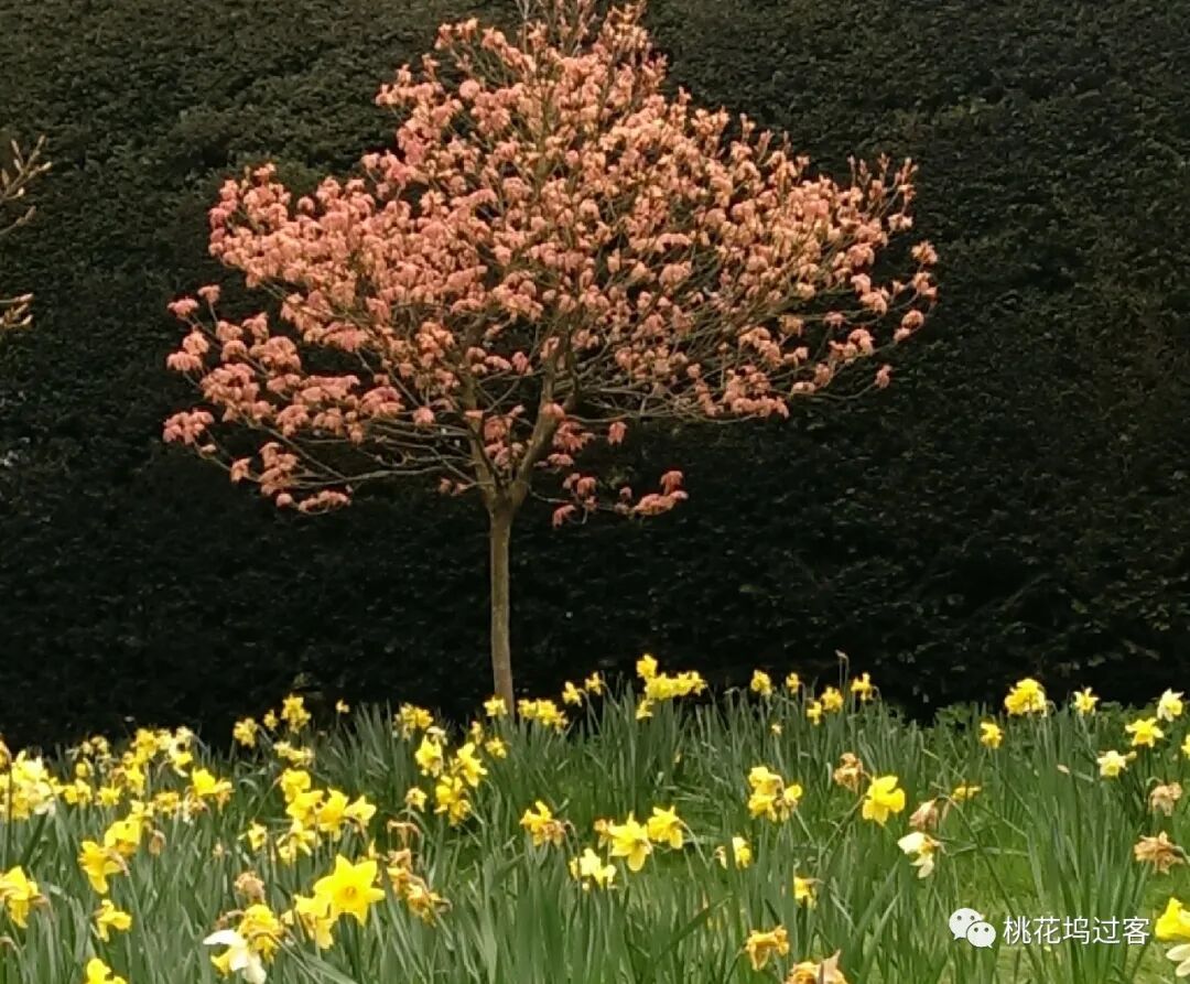梦里芬芳 4月16 19日 吕品 财新博客 新世纪的常识传播者 财新网