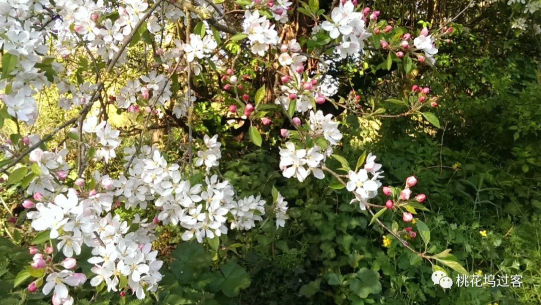 梦里芬芳 4月16 19日 吕品 财新博客 新世纪的常识传播者 财新网