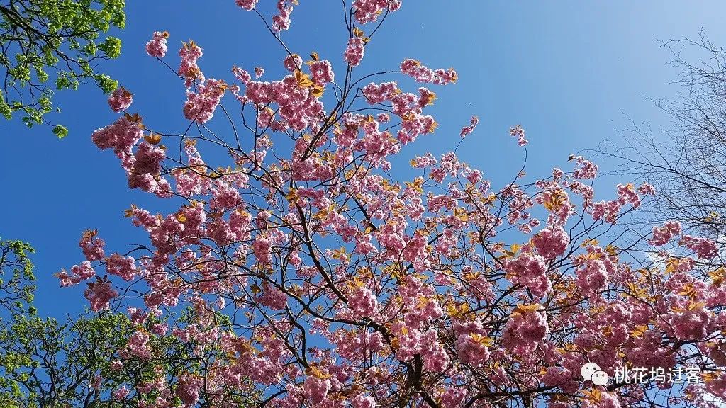 梦里芬芳（4月27-29日）