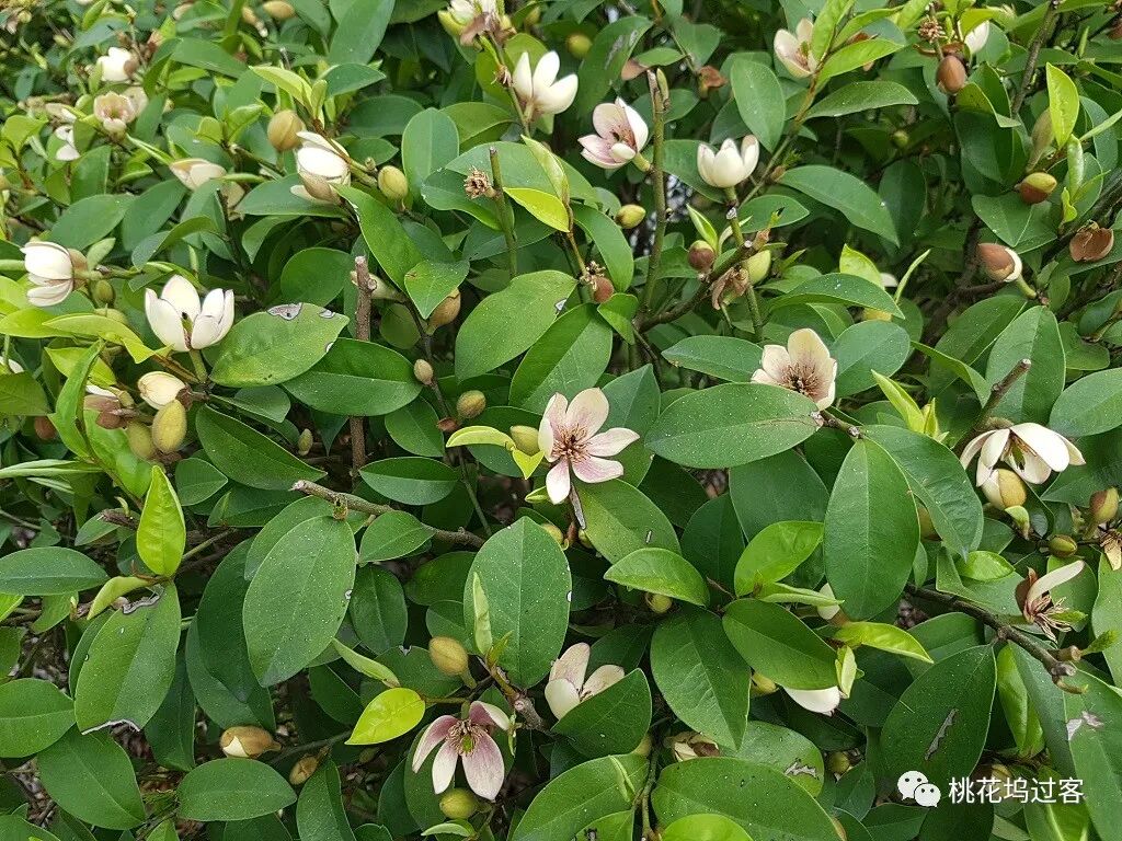 梦里芬芳（4月20-22日）