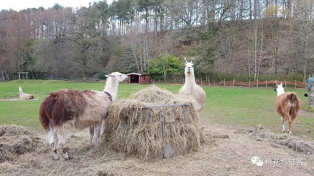 梦里芬芳（4月13-15日）