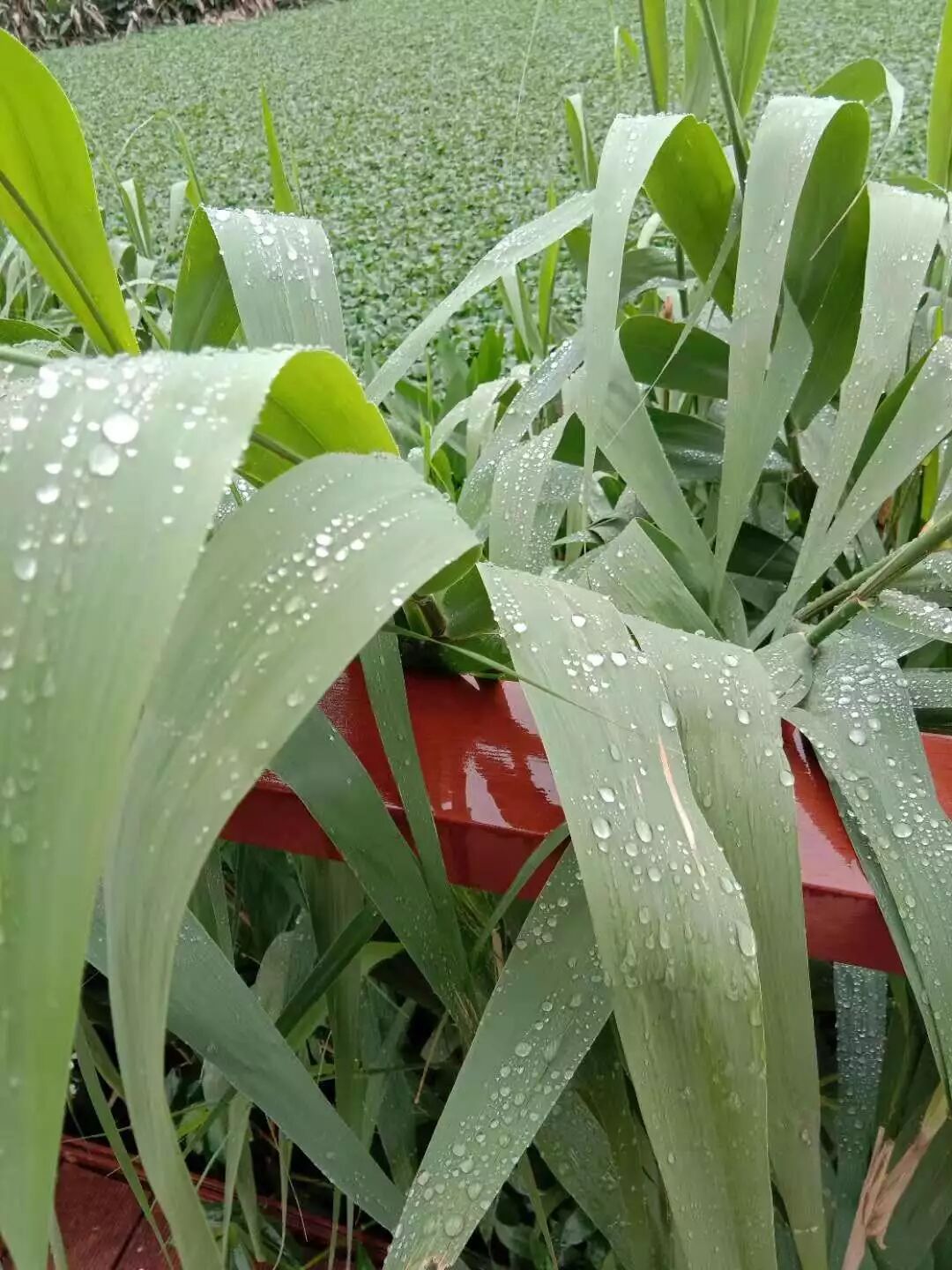 呼吸机怎么读卡呼吸机视频1：常见呼吸机模式+异常波形解读_https://www.jmylbn.com_新闻资讯_第14张