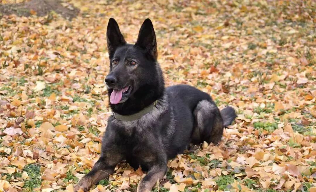 重庆一级功勋警犬“黑狼”被公安部选定为中国警犬官方LOGO形象