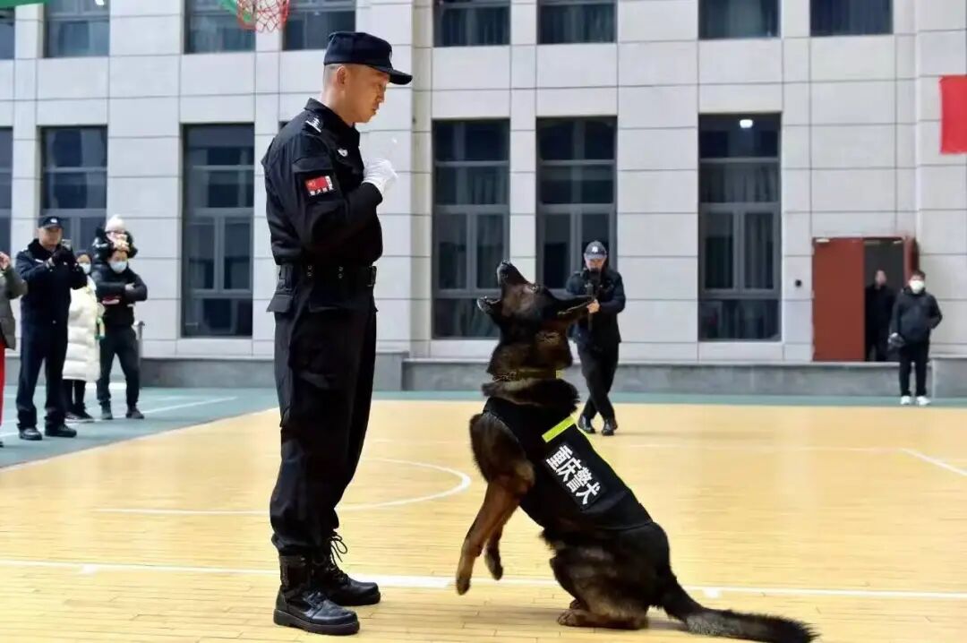 黑狼被选为中国警犬LOGO形象犬