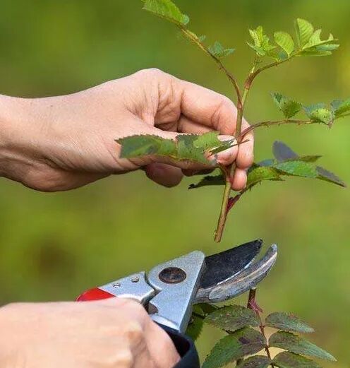 六月養(yǎng)管要點(diǎn)及常見病蟲害防治技術(shù)