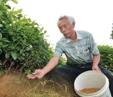 六月養(yǎng)管要點(diǎn)及常見病蟲害防治技術(shù)