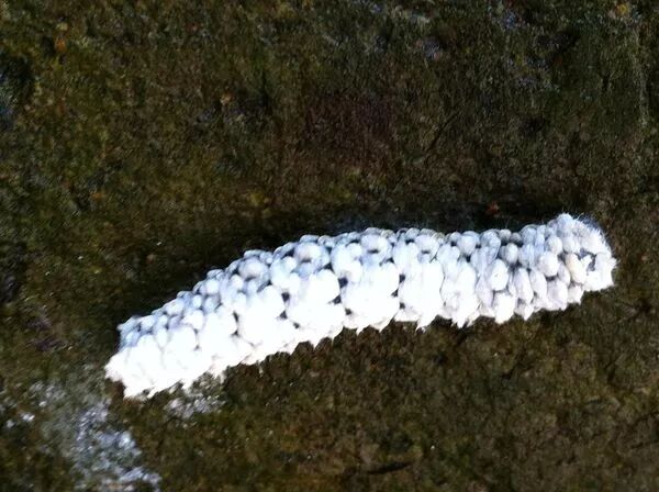 六月養(yǎng)管要點(diǎn)及常見病蟲害防治技術(shù)