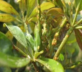 六月養(yǎng)管要點(diǎn)及常見病蟲害防治技術(shù)