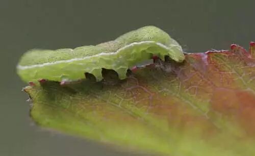 六月養(yǎng)管要點(diǎn)及常見病蟲害防治技術(shù)