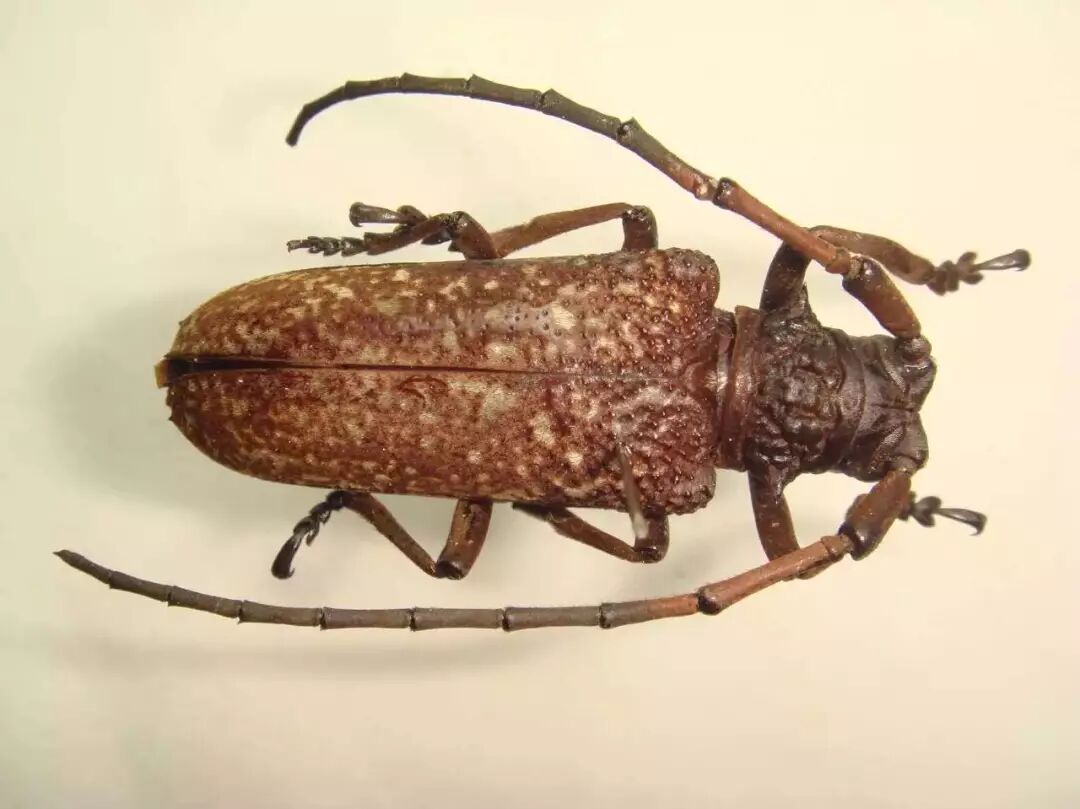 六月養(yǎng)管要點(diǎn)及常見病蟲害防治技術(shù)