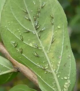 六月養(yǎng)管要點(diǎn)及常見病蟲害防治技術(shù)