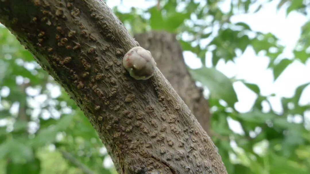 六月養(yǎng)管要點(diǎn)及常見病蟲害防治技術(shù)