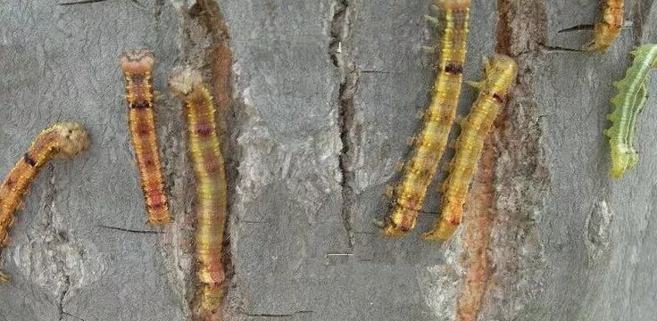 六月養(yǎng)管要點(diǎn)及常見病蟲害防治技術(shù)