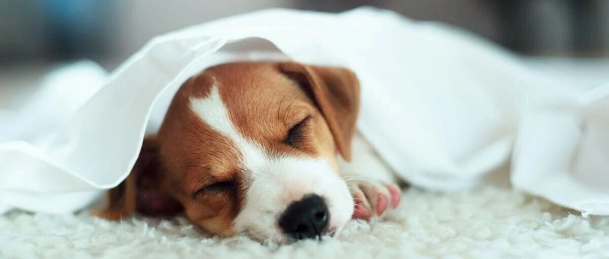 农行萌宠卡实测：养宠新手福利，防丢、医疗、消费优惠全解析  