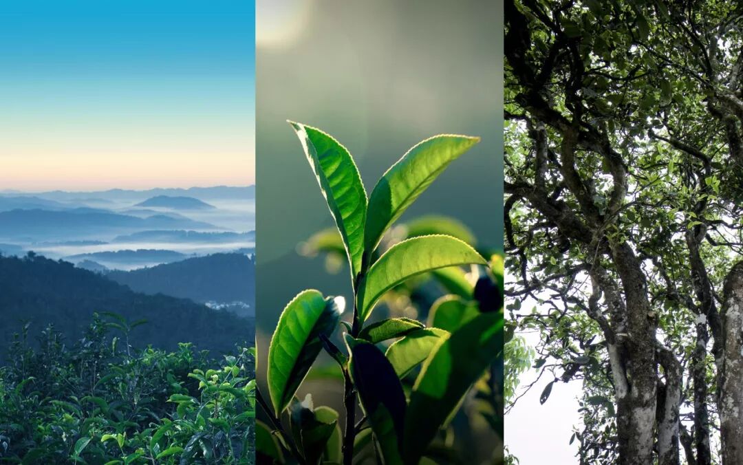 2019年高考作文【茶文化】刷屏，茶为国饮时代到来！