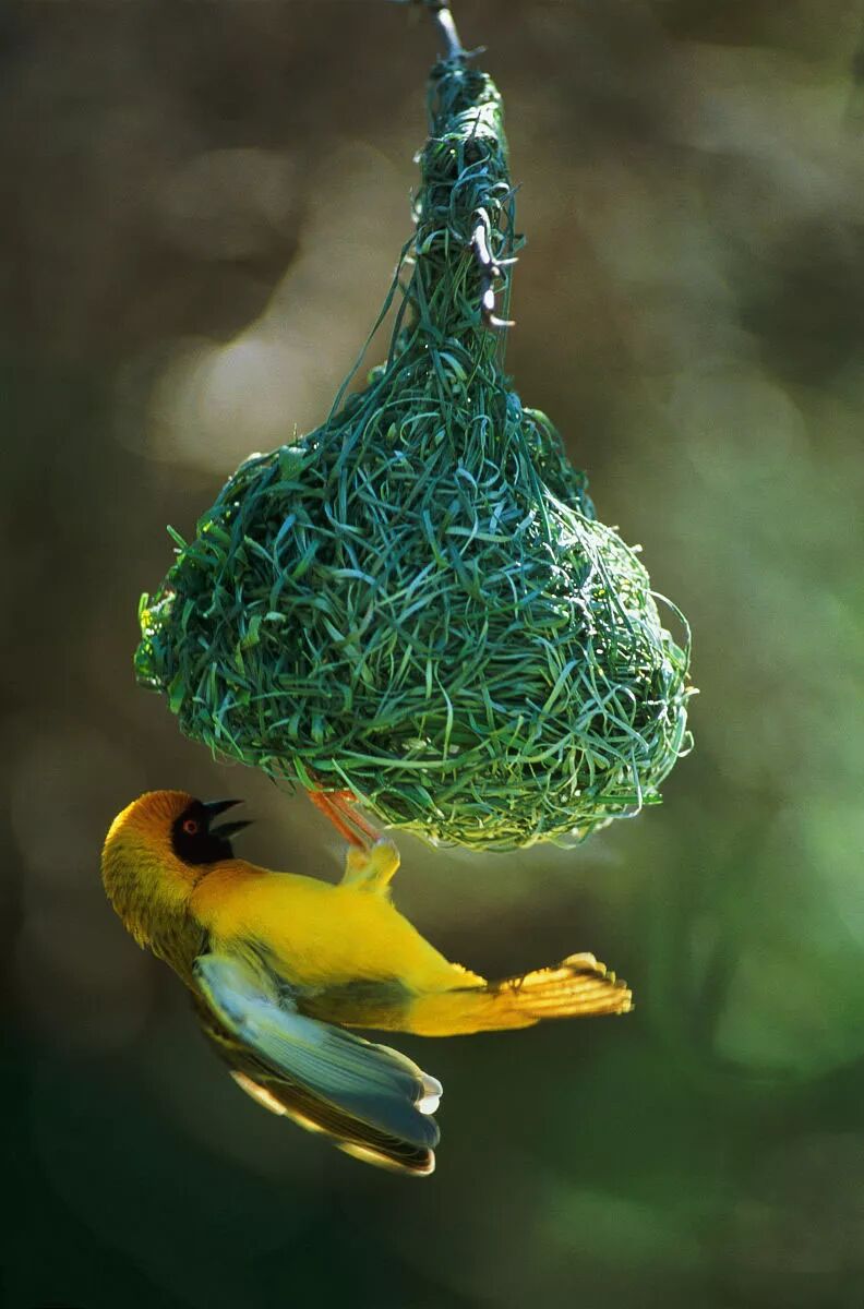 动物如何找对象 自由微信 Freewechat