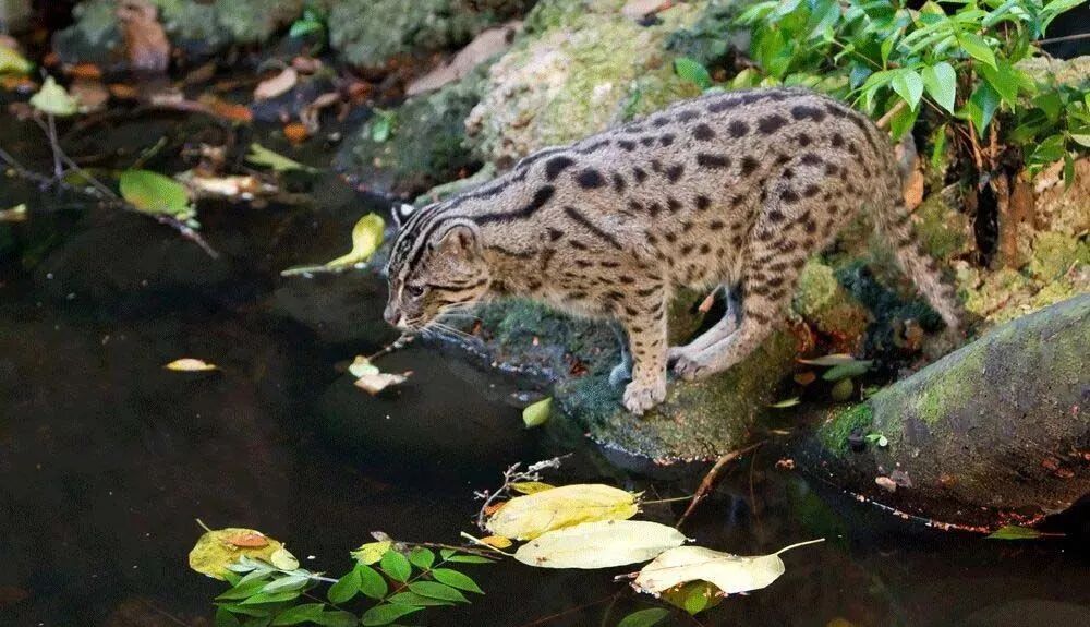 身长并不包括约20—30cm的尾巴