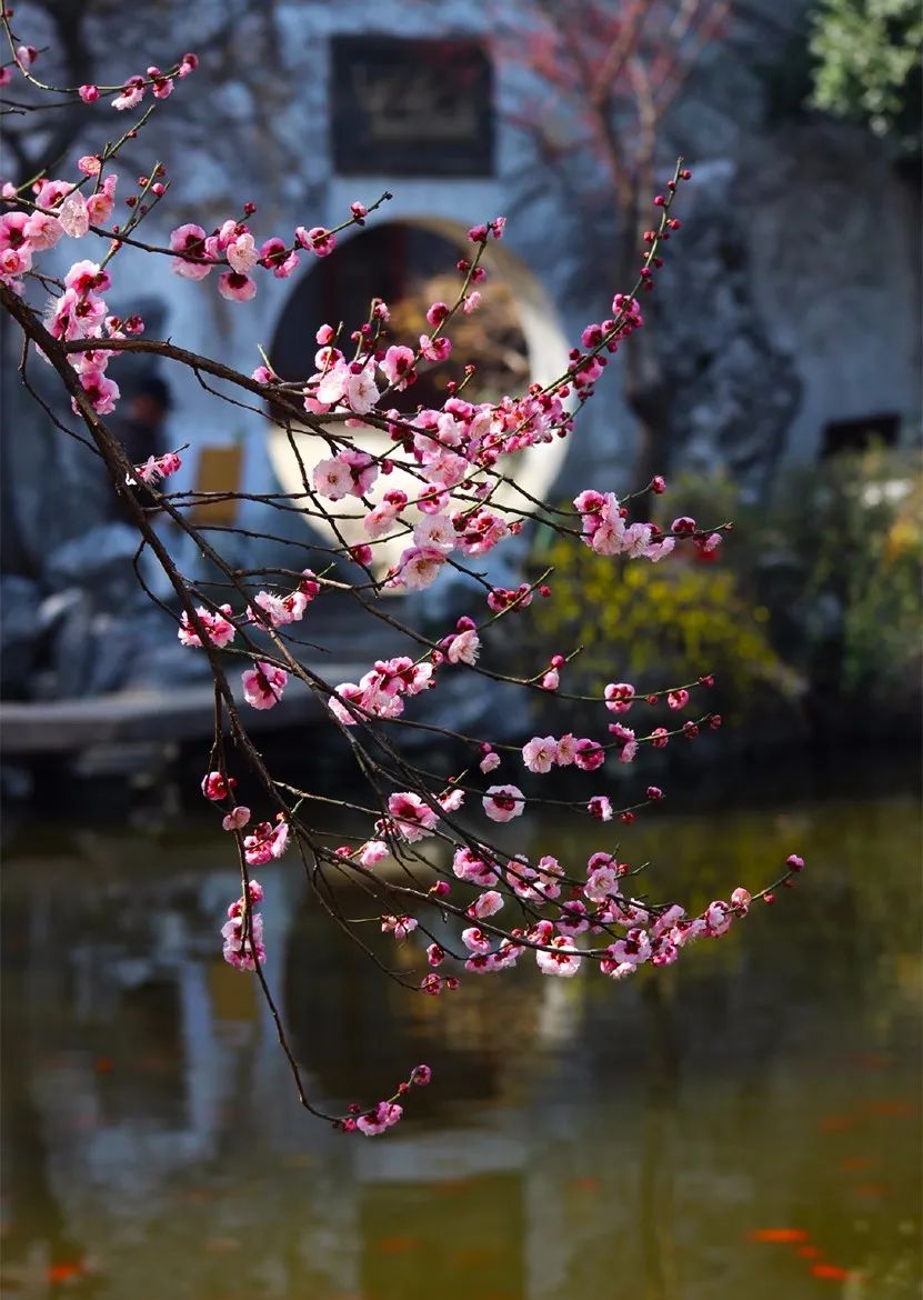 红梅花开高林海图片