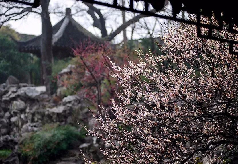 红梅花开高林海图片