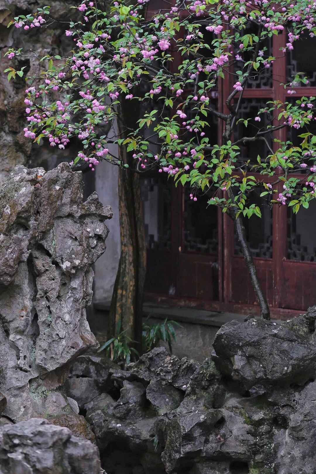 苏州园林里的海棠美蕴