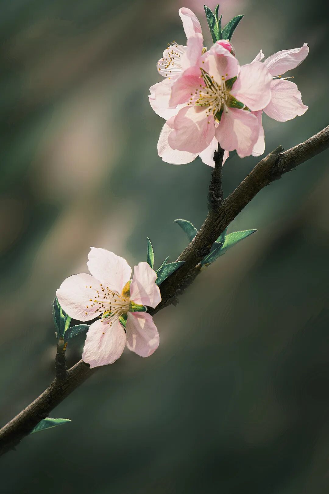 姑苏半数桃花皆姓唐