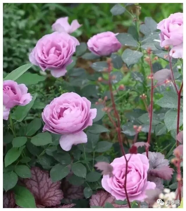 想要月季爆花？初春月季养护8要诀先掌握(图2)