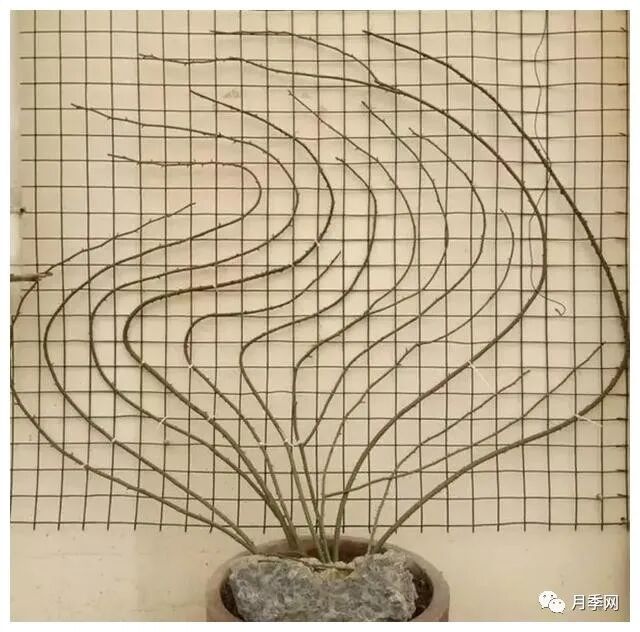 想要月季爆花？初春月季养护8要诀先掌握(图5)