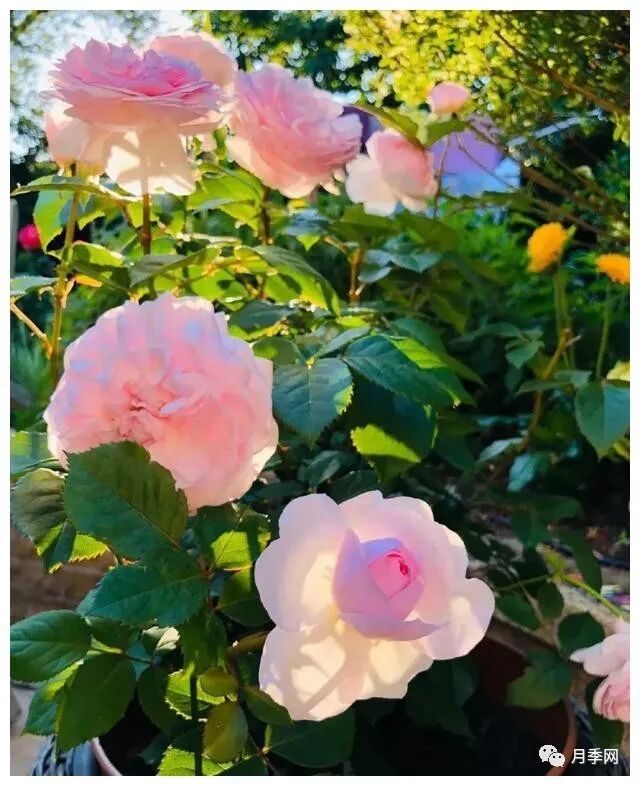 想要月季爆花？初春月季养护8要诀先掌握(图6)