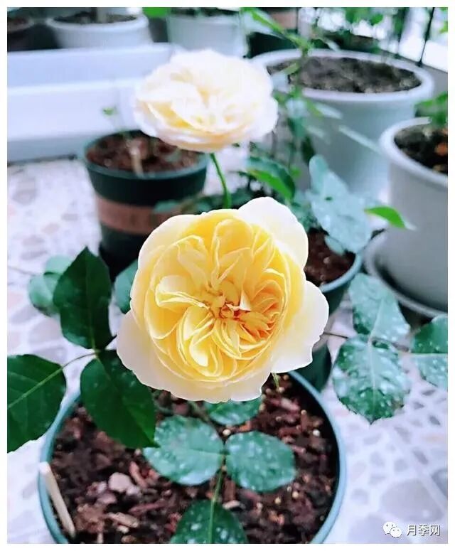 想要月季爆花？初春月季养护8要诀先掌握(图1)