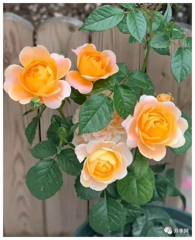 想要月季爆花？初春月季养护8要诀先掌握(图7)